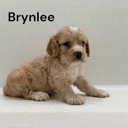 puppy, for, sale, Cocker Spaniel, Joe & Cherri  Overlease, dog, breeder, Miller, MO, dog-breeder, puppy-for-sale, forsale, nearby, find, puppyfind, locator, puppylocator, aca